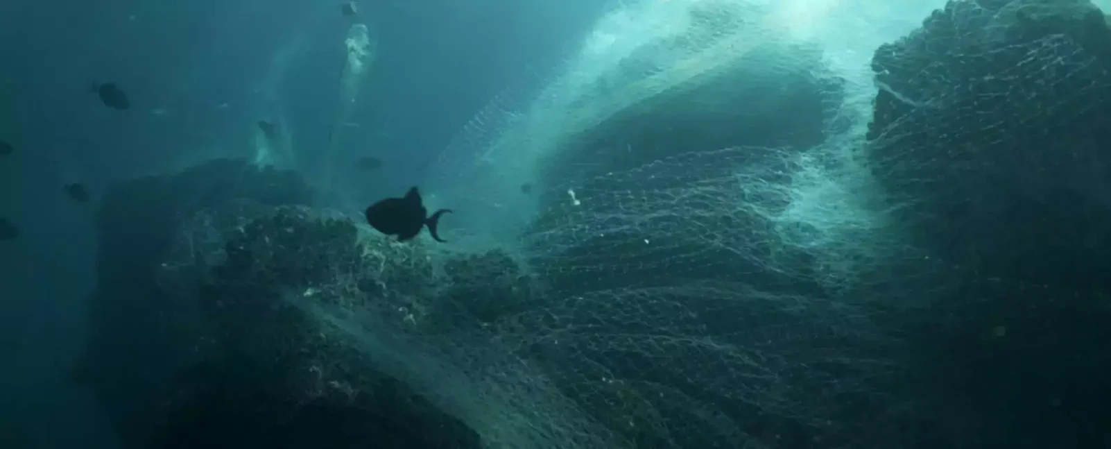 Discarded Fishing Nets