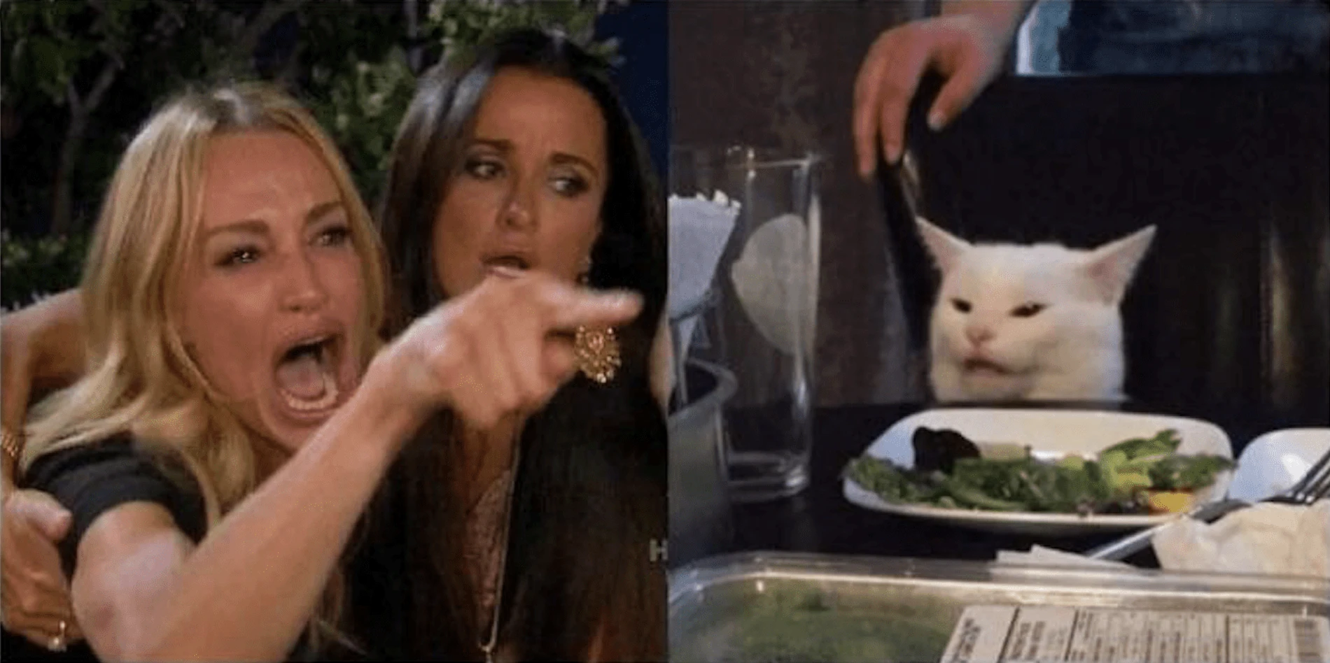 Woman Yelling at a Cat Meme